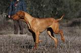 VIZSLA poil court 093